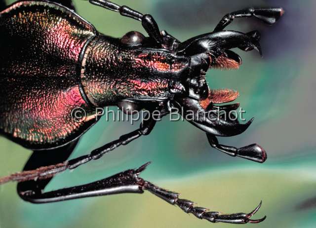 Coptolabrus nankotaizanus.JPG - Coptolabrus nankotaizanus (Portrait)CarabeGround beetleColeopteraCarabidaeChine